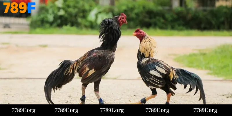 Cược đá gà siêu tiện lợi